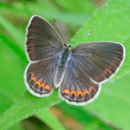 Blue Karner Butterfly Female